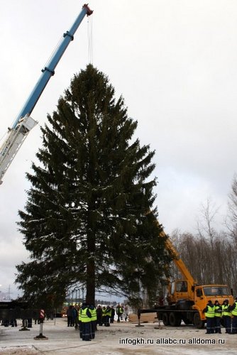 Высота дерева – 32 м, диаметр у пня – 80 см, вес – 6-6,5 тонн.