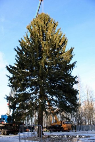 16 декабря на территории Истринского лесничества (Московская обл.) спилили главную новогоднюю ель страны