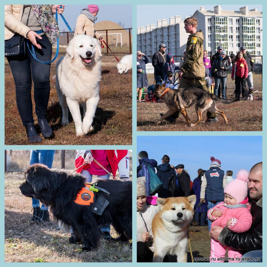 Выставка собак в «Гармонии» собрала сотни людей со всего Ставрополья!