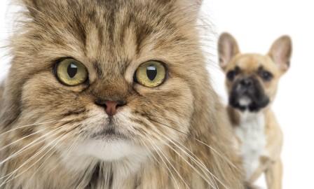 Законопроект о регистрации домашних животных глазами эксперта!