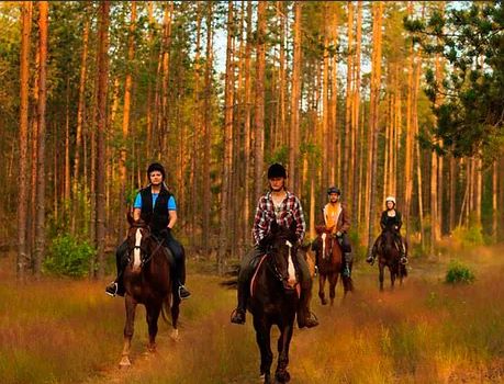  Сами лошади подобраны под этот стиль отдыха и научены понимать характер, тип езды наездников-гостей.