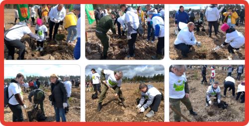 Сегодня, 30 апреля, Госжилинспекция Подмосковья приняла участие в десятой, юбилейной эколого-патриотической акции «Лес Победы»