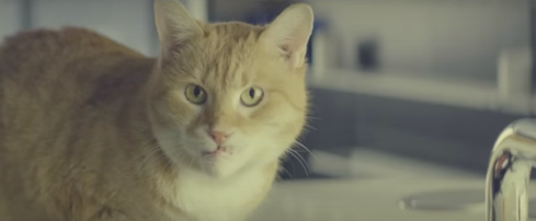 В международный день котов ЦИАН блеснул новым креативнымвидео, главную и единственную роль в котором сыграл талантливый рыжий кот Питер.