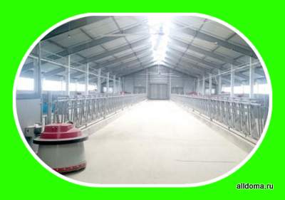 В Подмосковье роботизированная ферма на 480 дойных коров введена в эксплуатацию в Ленинском районе!